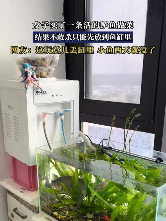 女子买了一条活的鲈鱼做菜，结果不敢杀只能先放到鱼缸里