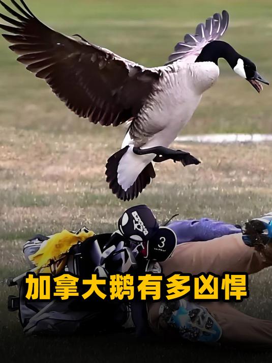 加拿大鹅泛滥成灾,“人鹅大战”上演,究竟有多豪横?