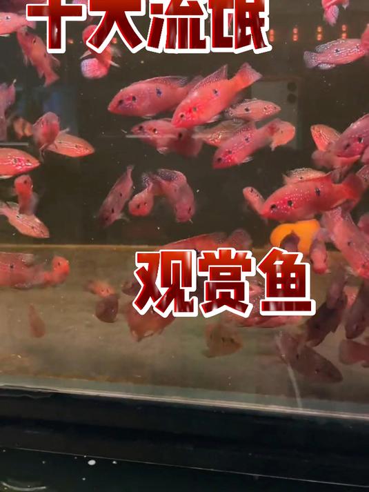 十大流氓观赏鱼