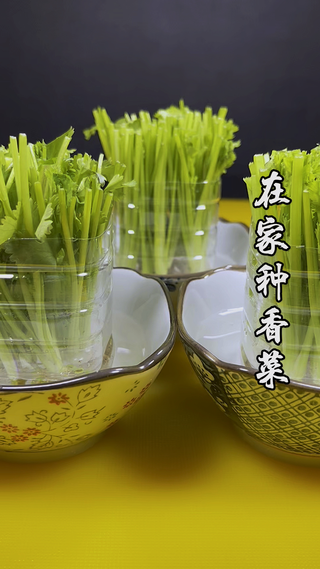 学会了水培香菜,让您在家也能吃到新鲜的香菜,试试吧