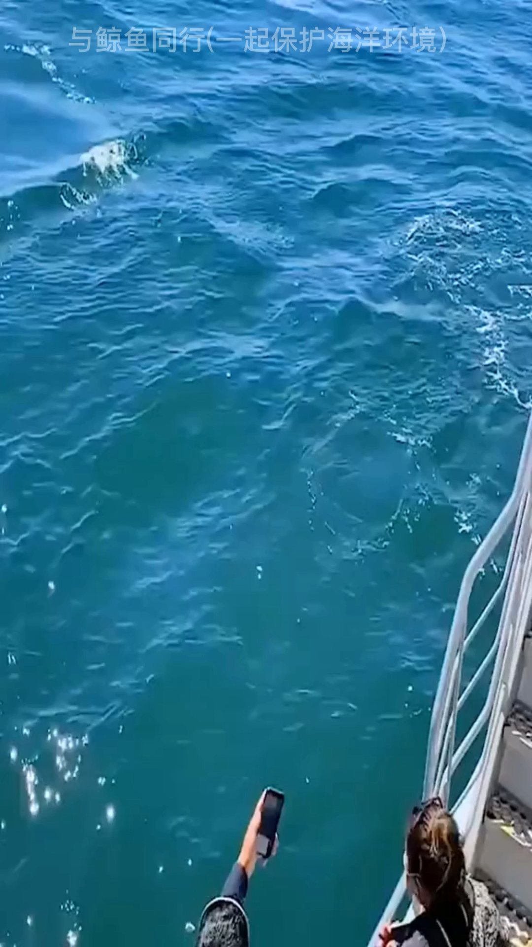 与鲸鱼同行(一起保护海洋环境)