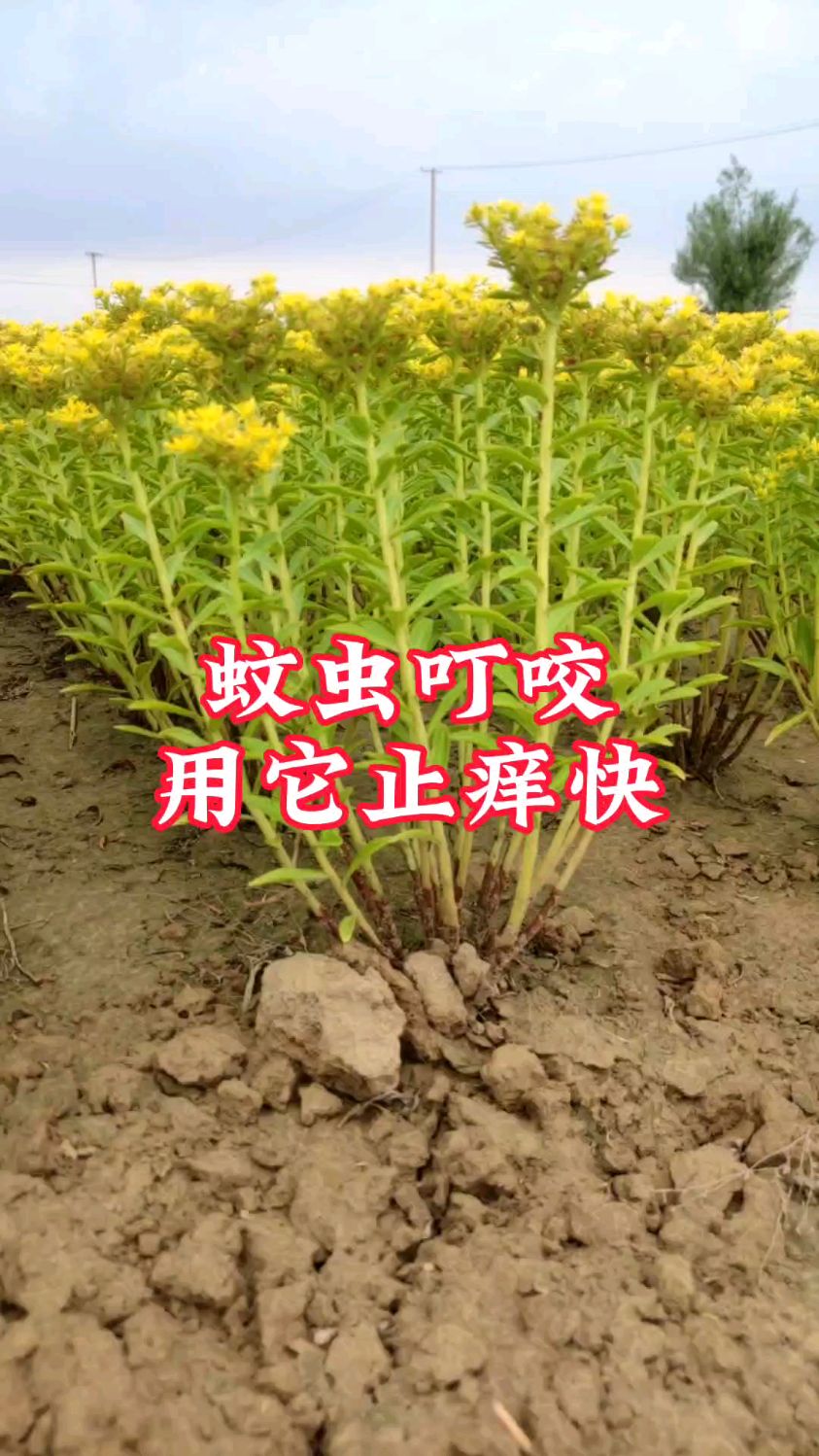 救心菜有2个作用,大家非常喜欢,尤其是第2个,蚊子咬了,真管用