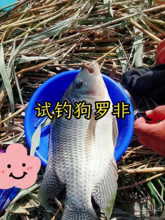 试钓罗非鱼,这拉力嗷嗷叫