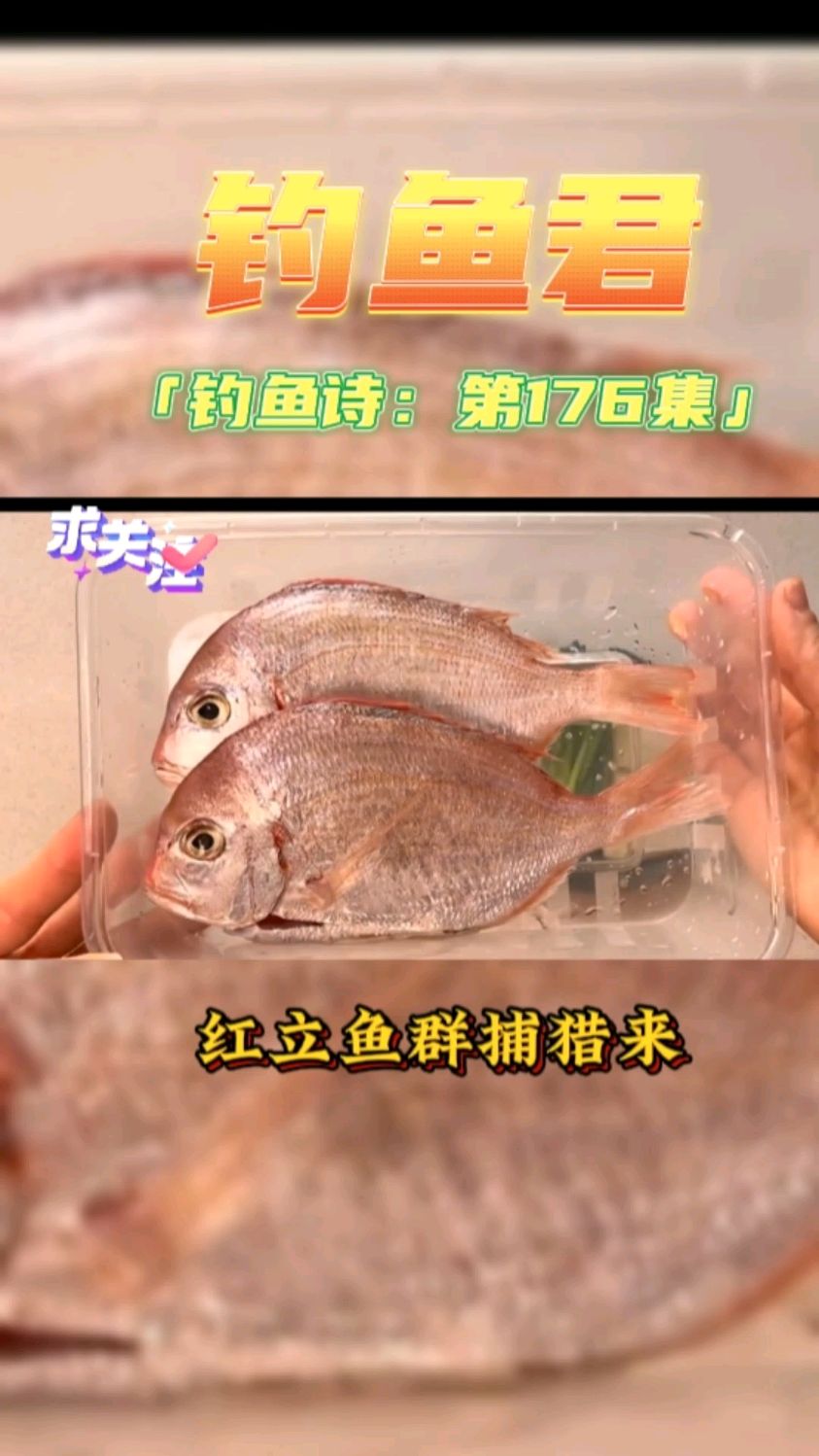 钓鱼君之钓鱼口诀:第176集(钓红立鱼)鱼类百科,钓过此鱼吗?
