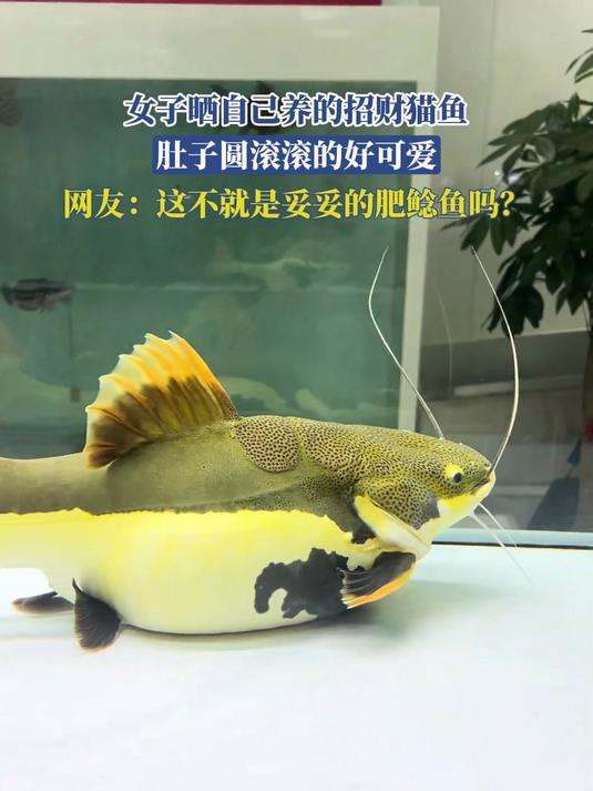 女子晒自己养的招财猫鱼,肚子圆滚滚的好可爱,网友:这不就是妥妥的肥鲶鱼吗?#黄金招财猫鱼#