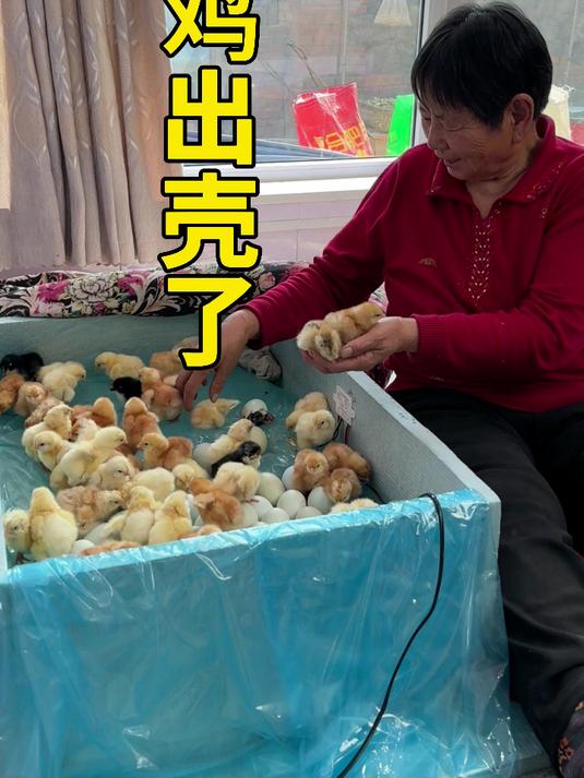 小鸡出壳了,看看孵小鸡全过程#小鸡出壳##幸福乡村春耕季#