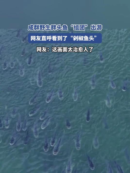 成群野生胖头鱼“组团”出游,网友直呼看到了“剁椒鱼头”