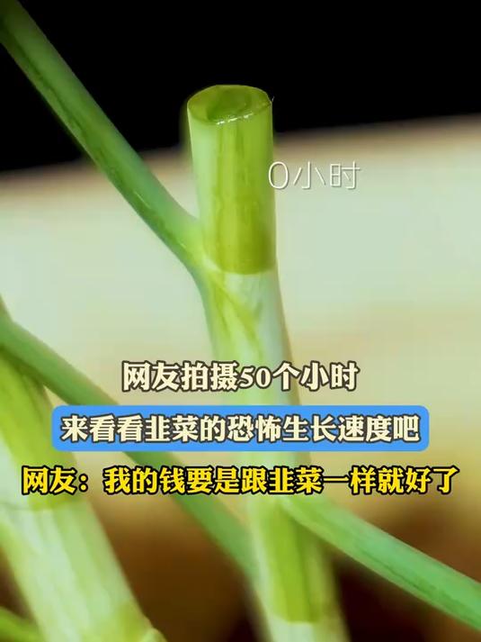 网友拍摄50个小时,来看看韭菜的恐怖生长速度吧