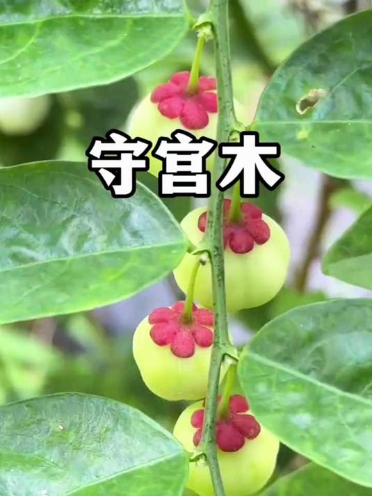 守宫木果实长得像迷你山竹,嫩芽是一种非常好吃的野菜树仔菜