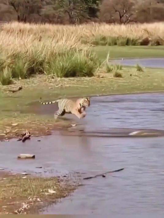 老虎捕猎百年甲鱼补补身子