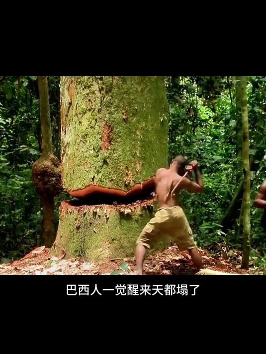 回购不踩雷!东北开口松子每次吃都超赞