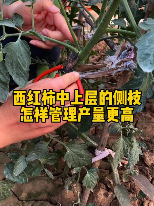 西红柿上层侧枝这样修剪,产量翻倍,西红柿中上层侧枝怎样修剪?