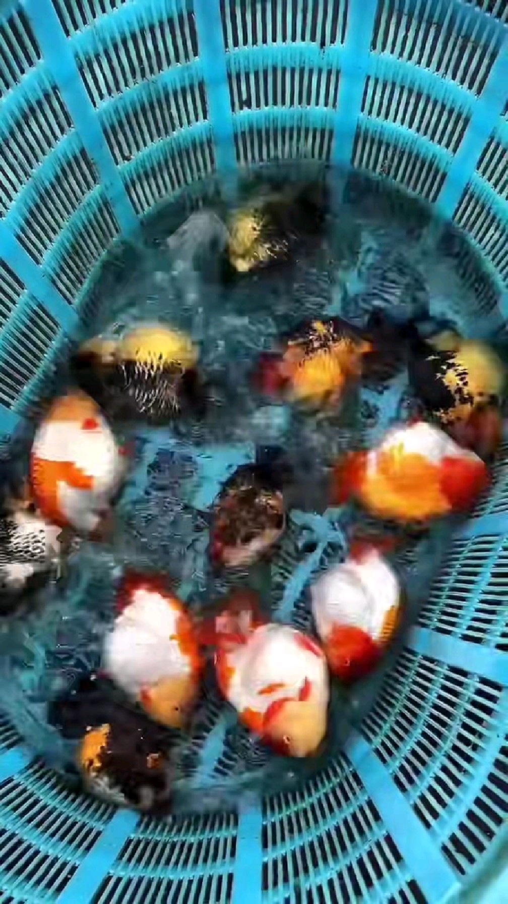 包金兰寿,熊猫兰寿,各种特色金鱼