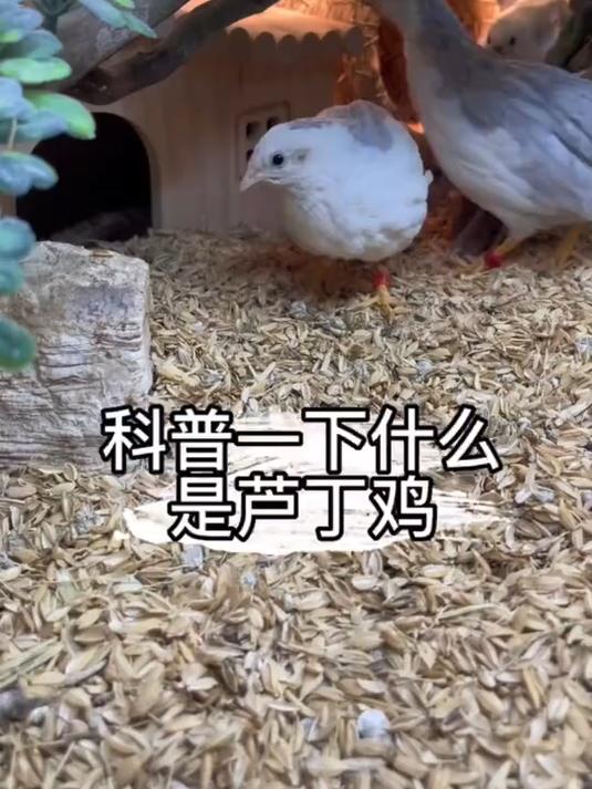 什么叫芦丁鸡?芦丁鸡蛋的营养价值怎么样?养芦丁鸡有多治愈?