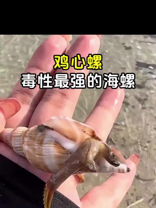 鸡心螺,毒性最强的海螺!