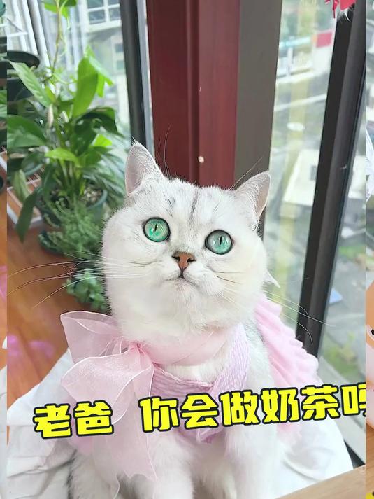 秋天的第一杯奶茶:九宫格奶茶火锅!太丰盛啦!