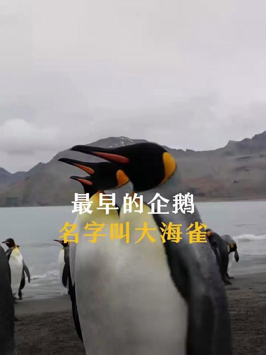 真正的企鹅早已灭绝 是真的吗