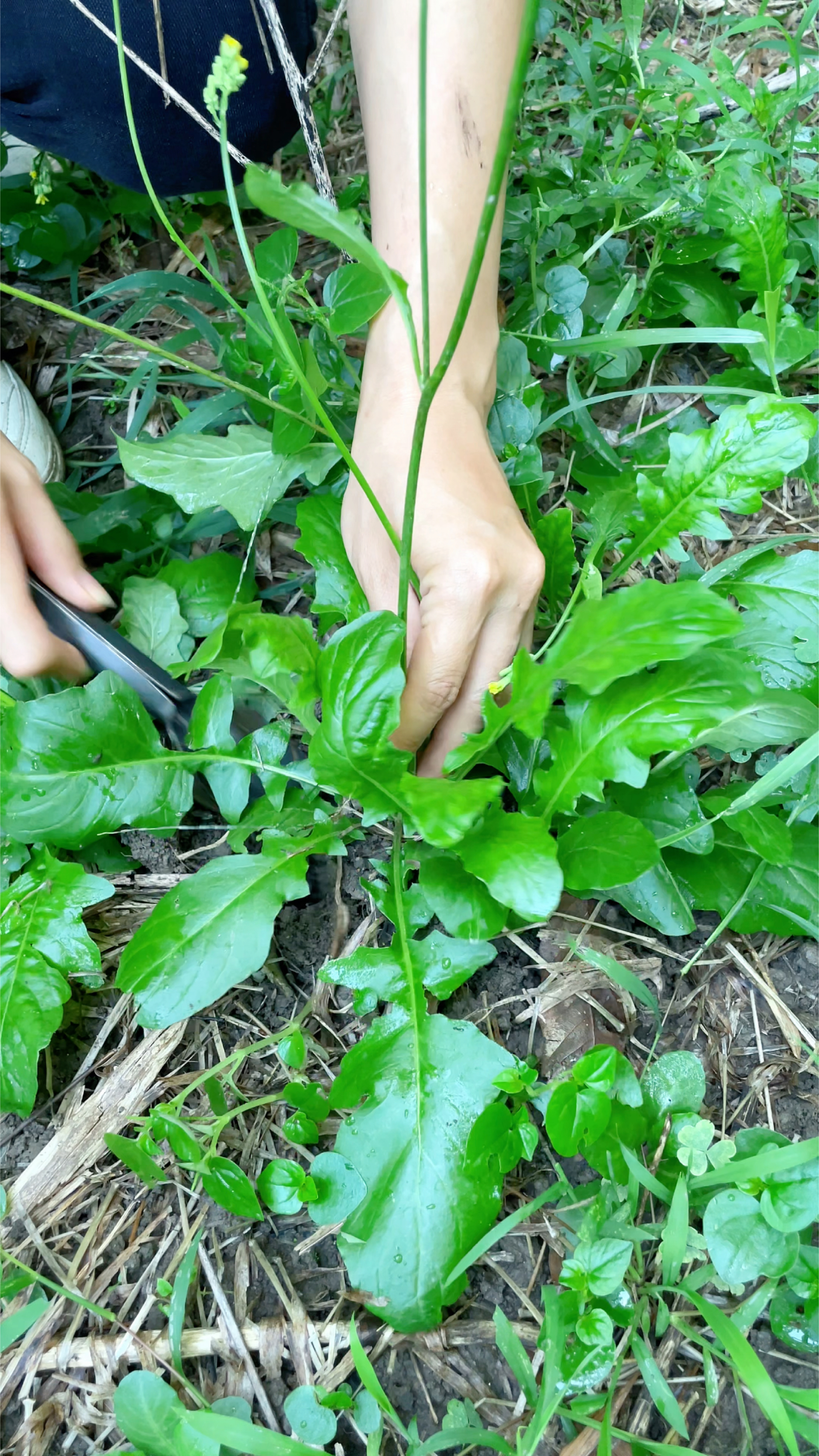 这种野菜叫黄鹌菜,又称还阳草