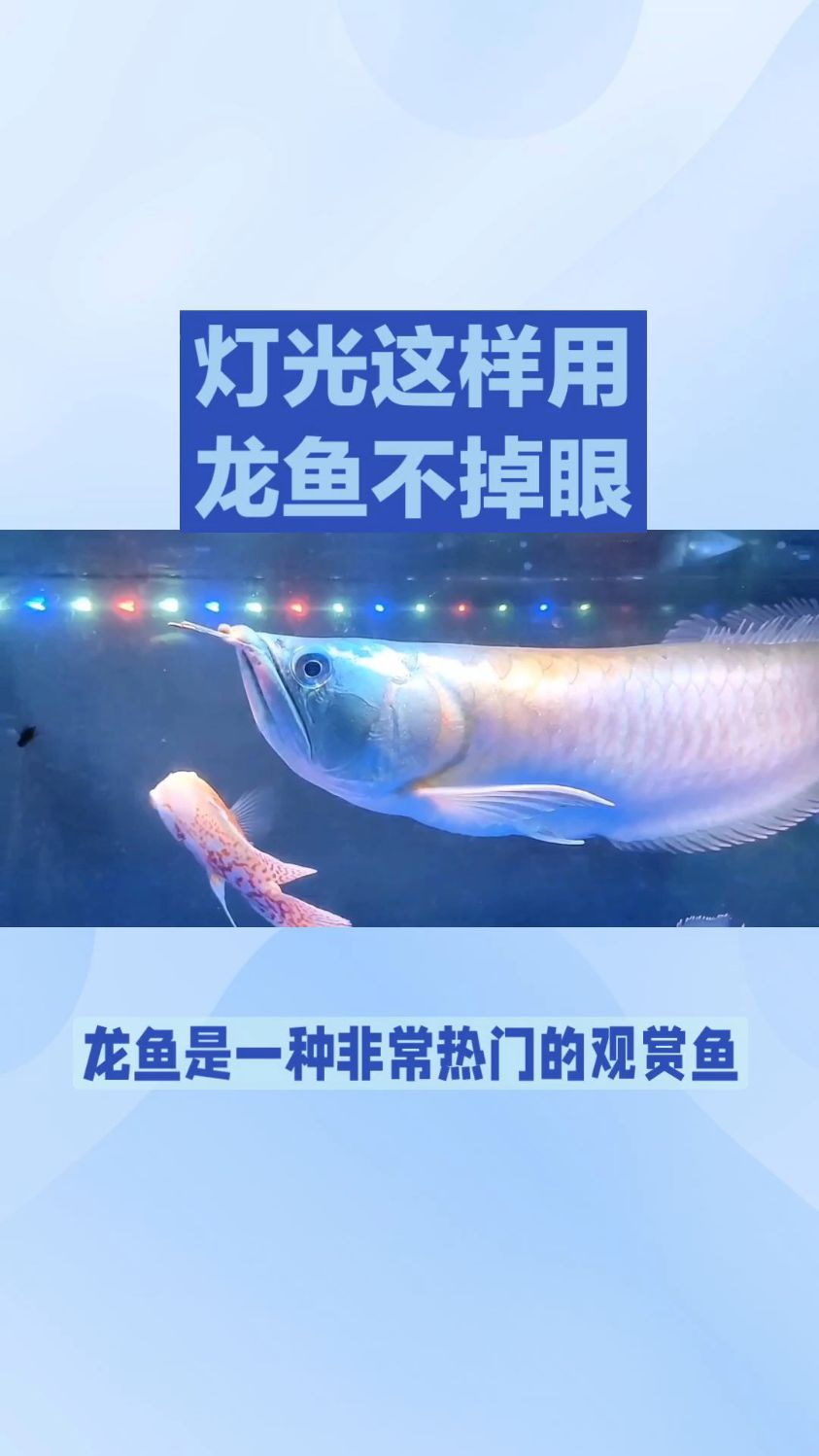 灯光这样放,龙鱼少掉眼