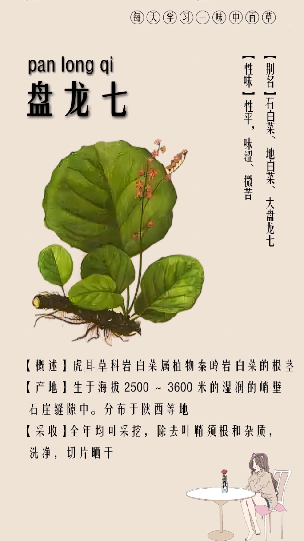 每天认识一味中草药·盘龙七