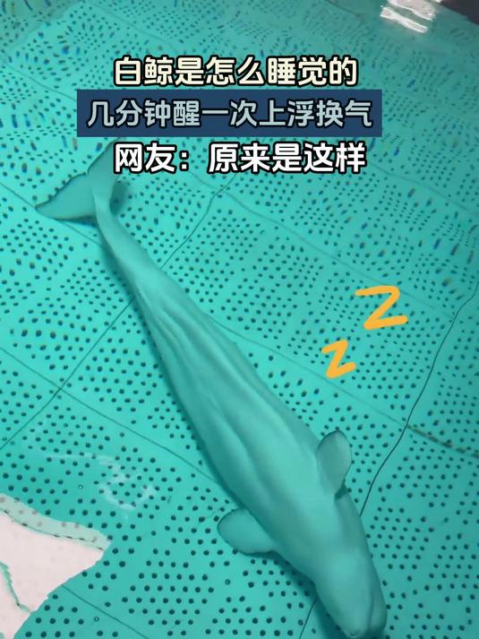 白鲸是怎么睡觉的,几分钟醒一次上浮换气