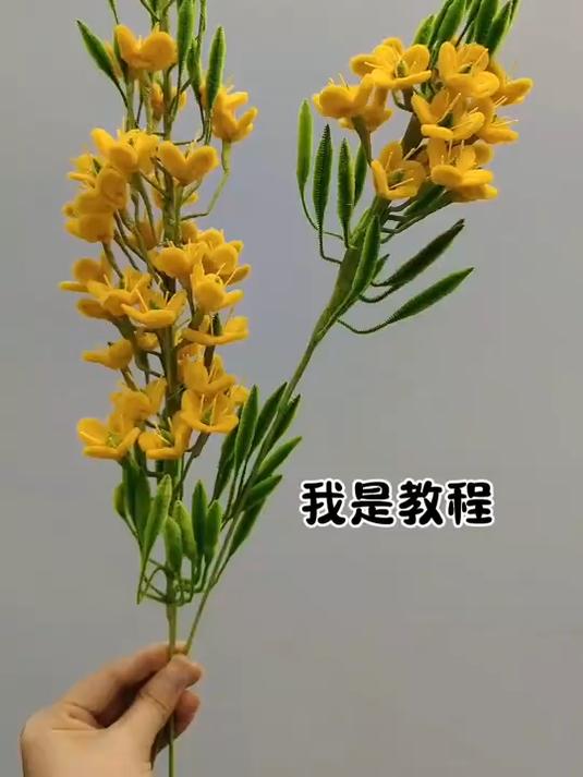 是油菜花啊