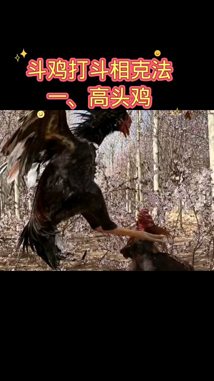 斗鸡打斗相克法一高头鸡