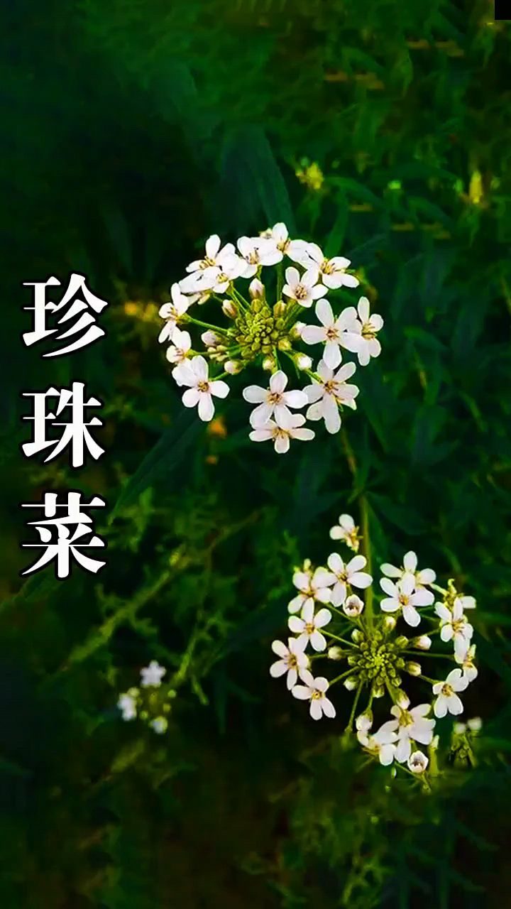 珍珠菜你吃过吗?