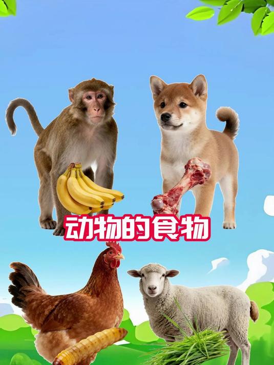 动物喜欢吃什么,帮猴子,小狗,小鸡和绵羊找到喜欢的食物