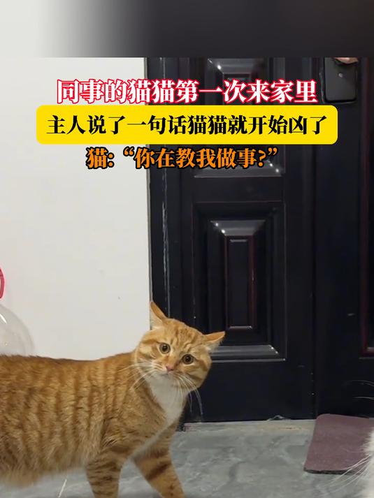 同事的猫猫第一次来家里,主人说了一句话猫猫就开始凶了