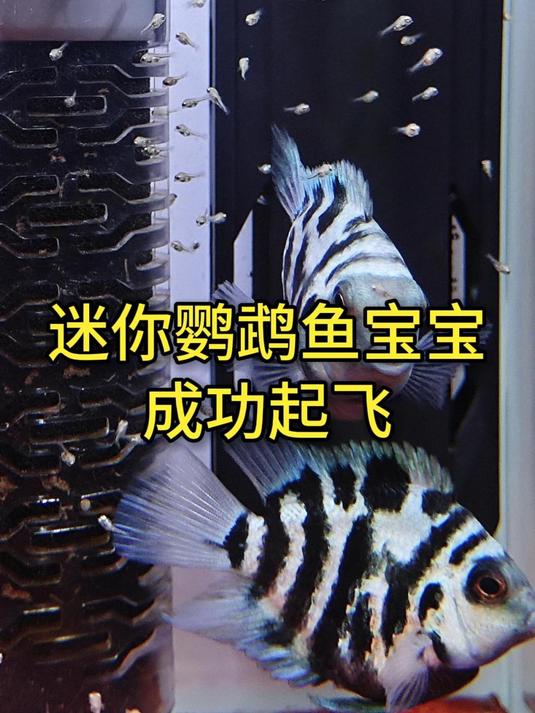 200条小鱼宝宝顺利起飞!迷你鹦鹉鱼在磁吸躲避罐生了这么多