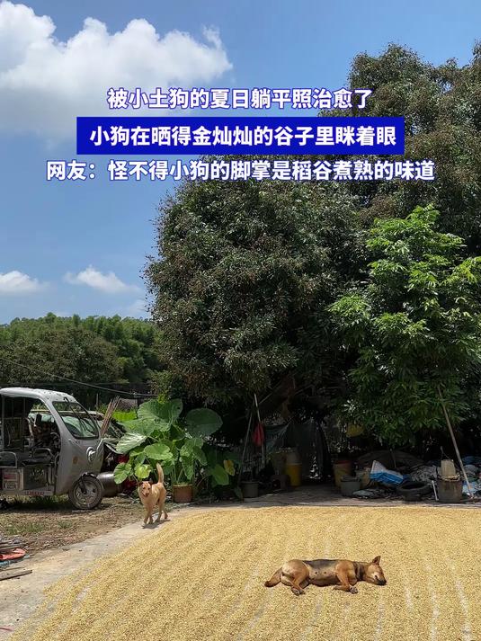 被小土狗的夏日躺平照治愈了,小狗在晒得金灿灿的谷子里眯着眼