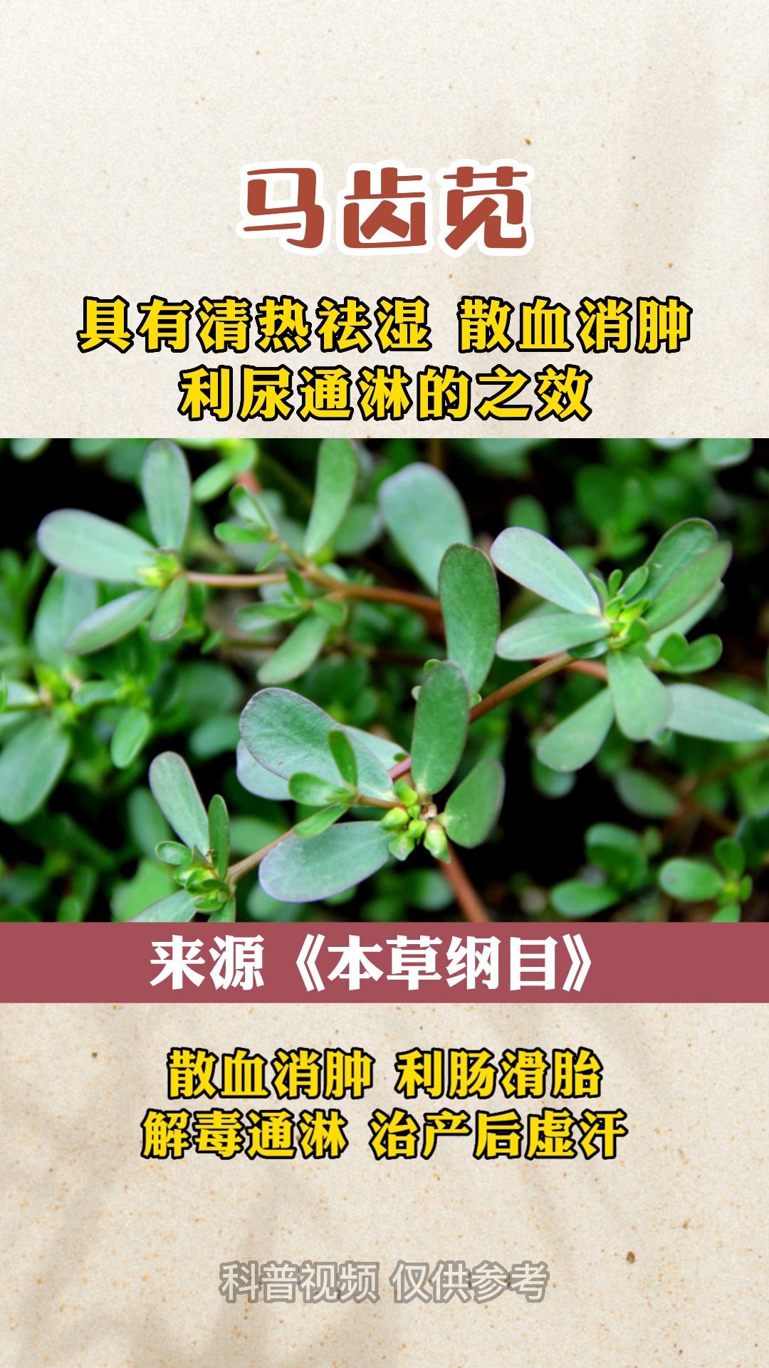 马齿苋的功效和作用、马齿苋怎么吃