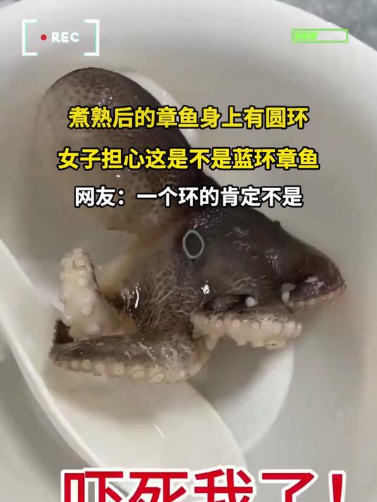 煮熟后的章鱼身上有圆环,女子担心这是不是蓝环章鱼