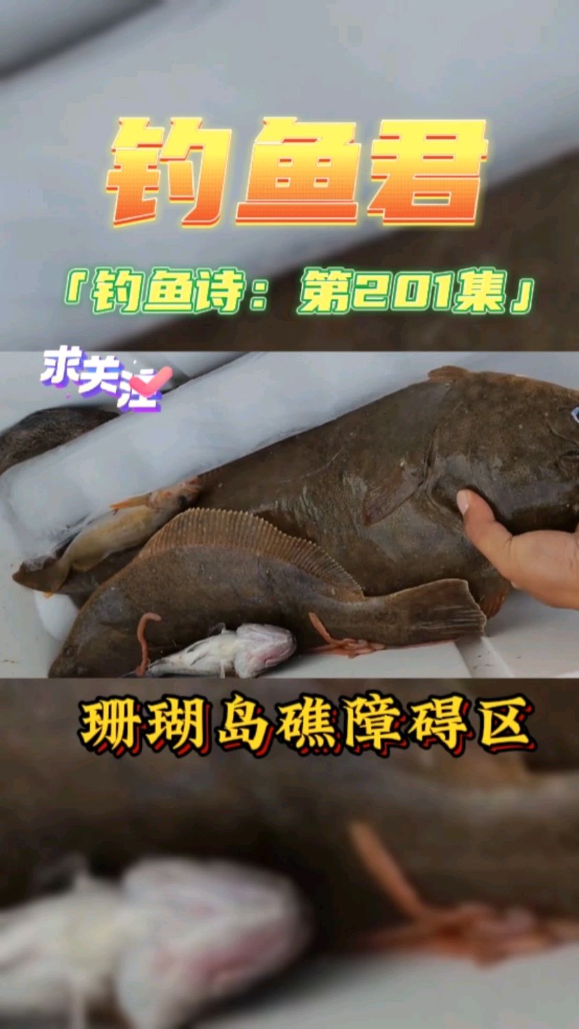 钓鱼君之钓鱼口诀:第201集(钓牙片鱼)鱼类百科,钓过此鱼吗?