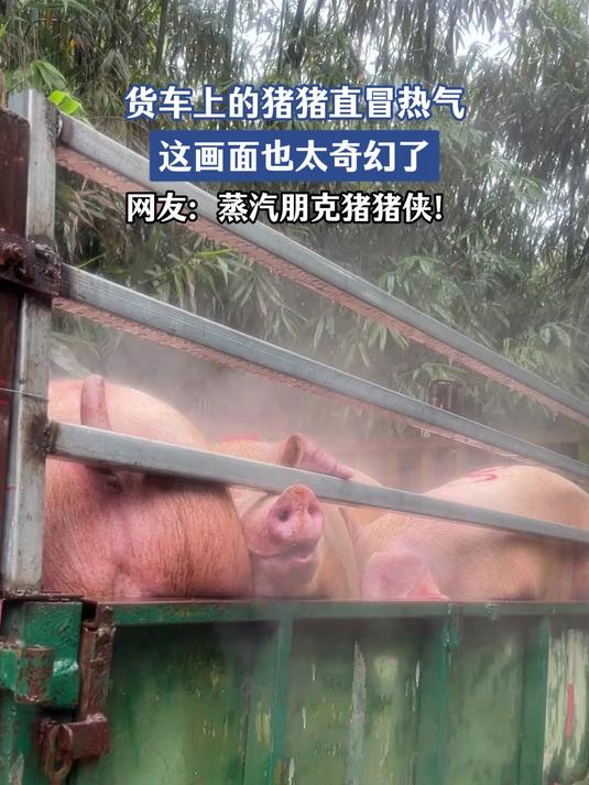 货车上的猪猪直冒热气,这画面也太奇幻了,网友:蒸汽朋克猪猪侠