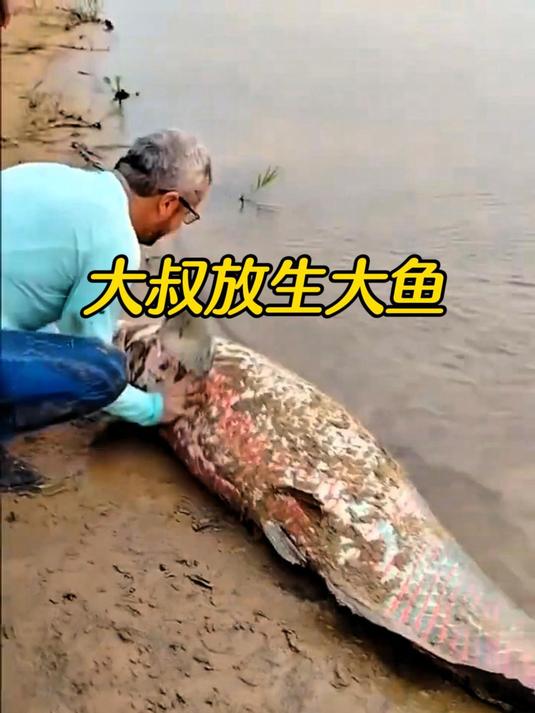 大叔放生怀孕的大鱼,你知道这是什么鱼吗