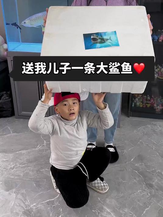 这条鲨鱼能不能活过今晚?