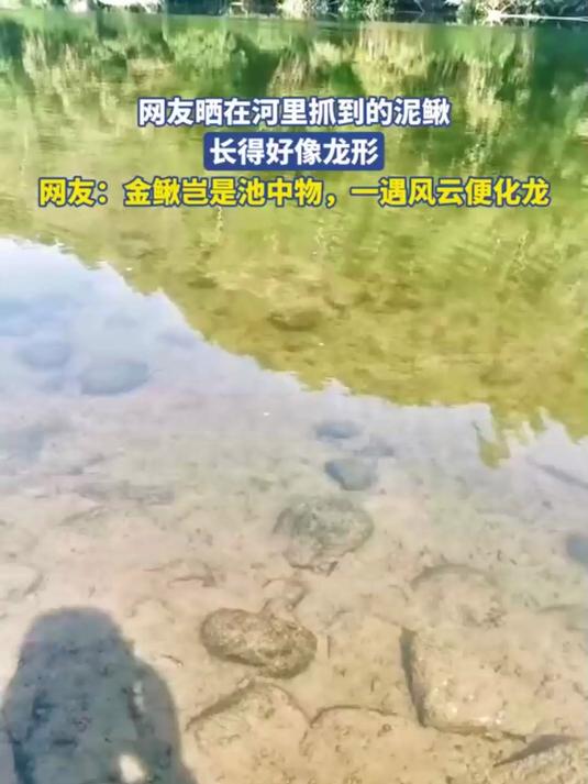 网友晒在河里抓到的泥鳅长得好像龙形网友金鳅岂是池中物一遇风云便化龙