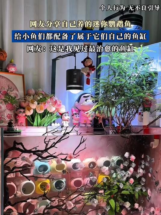 网友分享自己养的迷你鹦鹉鱼,给小鱼们都配备了属于它们自己的鱼缸