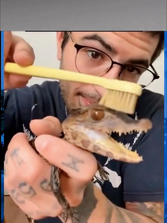 国外小哥收养了一只小鳄鱼当宠物,结局差点亮瞎了我的眼