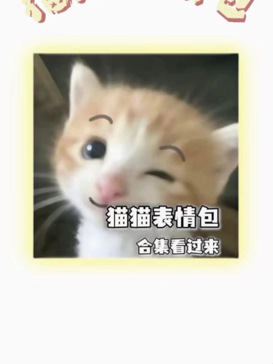 猫咪表情包大全#表情包合集##可爱表情包##萌猫表情包#