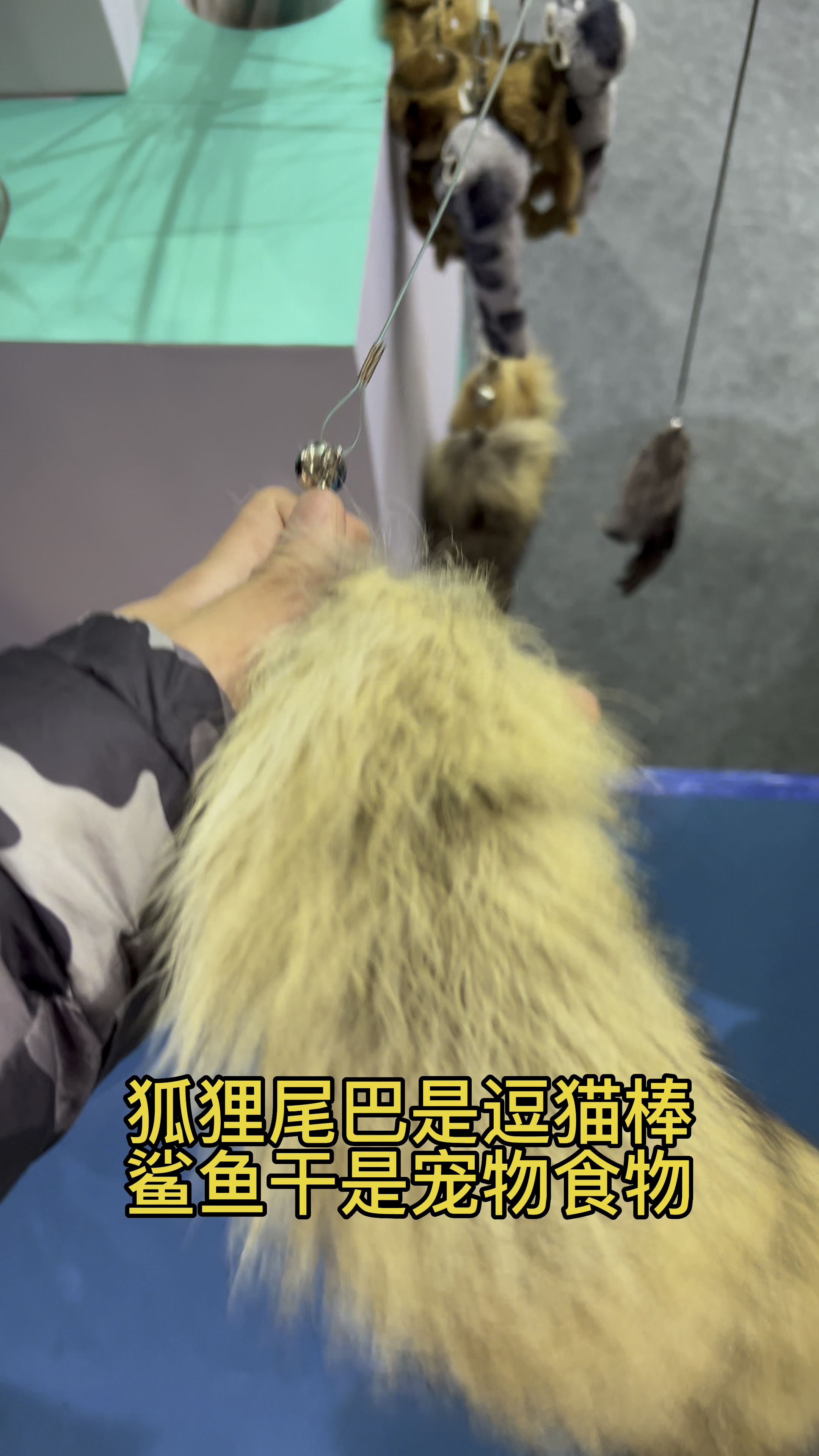狐狸尾巴是逗猫棒,鲨鱼干是宠物食物,从来就没有公平,只有残酷的现实