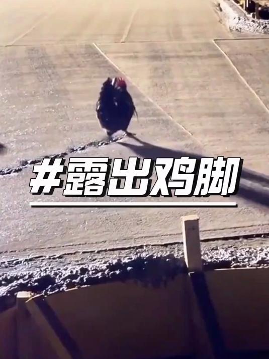 水泥路上的那些脚印,小鸡画竹叶,小狗画梅花,小鸭画枫叶
