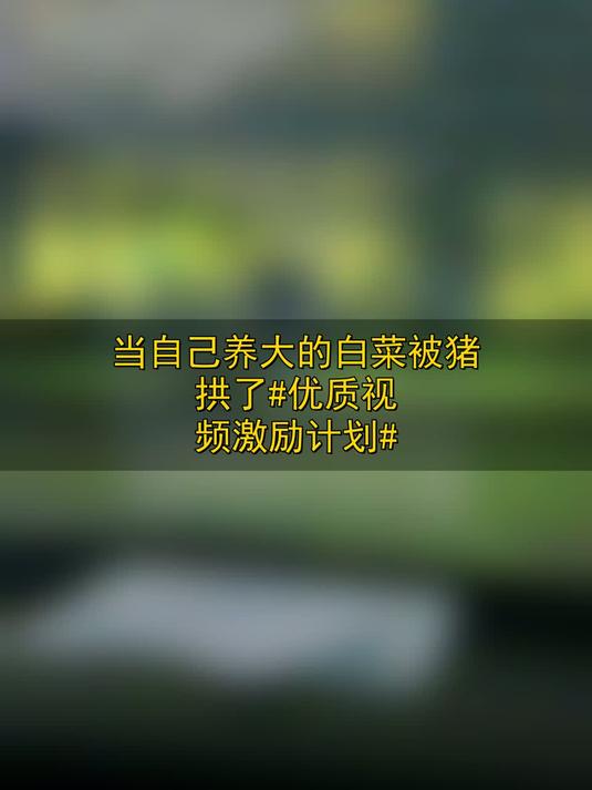 当自己养大的白菜被猪拱了