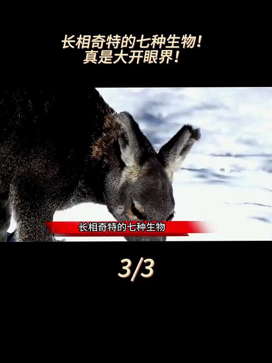 长相奇特的七种生物,没想到真实存在,真是大开眼界!