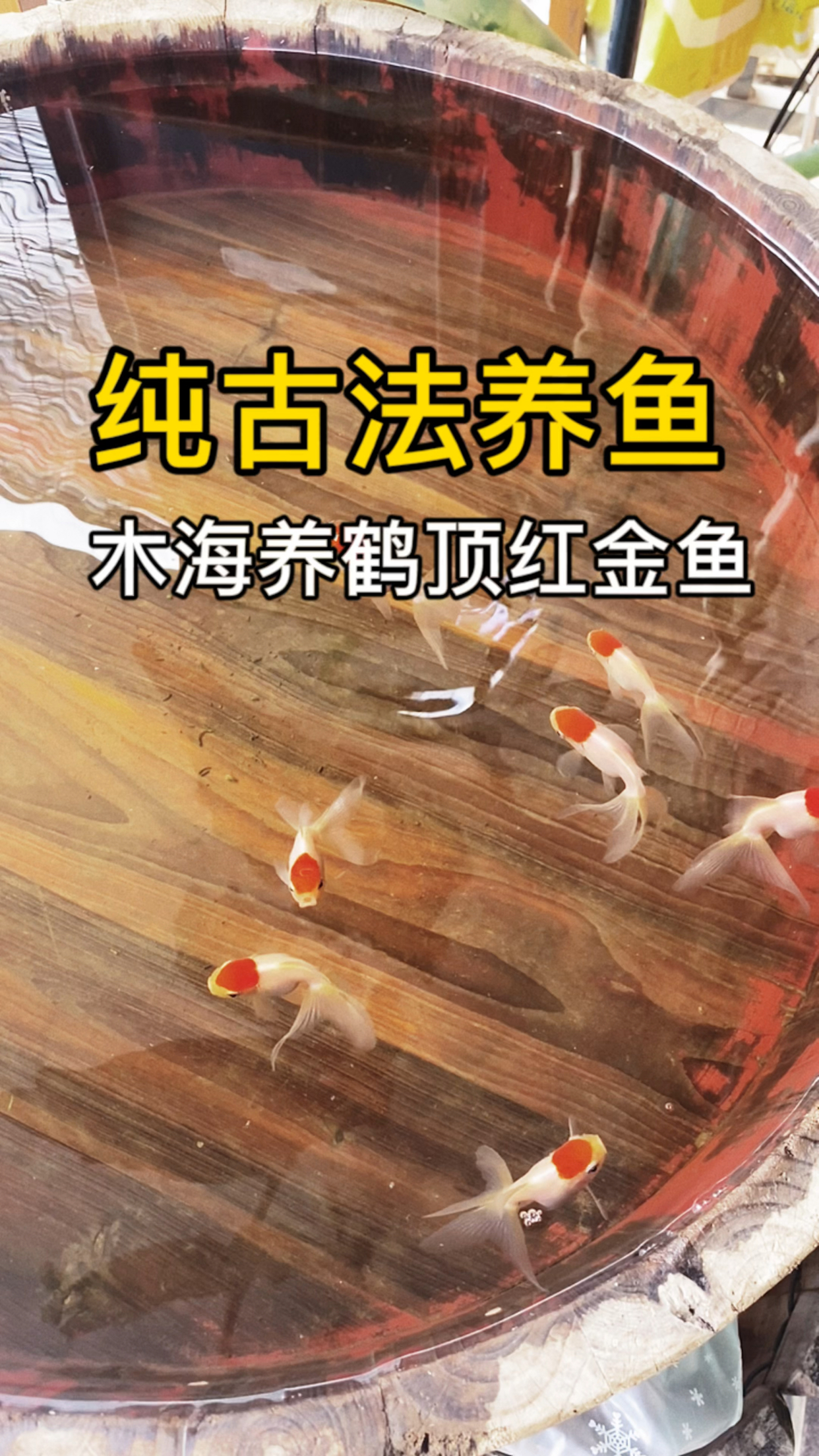 木海纯古法养鱼,无过滤无打氧无底砂无植物无灯,裸缸养鱼