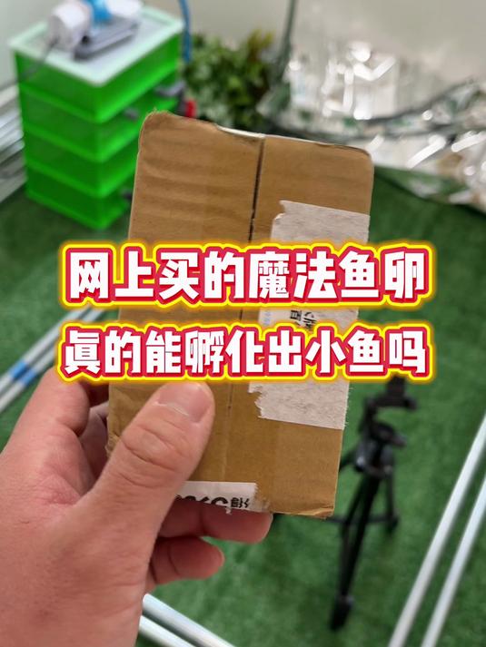 网上花3块多买的魔法鱼卵,真的能孵化出小鱼吗?#魔法鱼##鱼卵##鱼卵孵化##鱼苗#