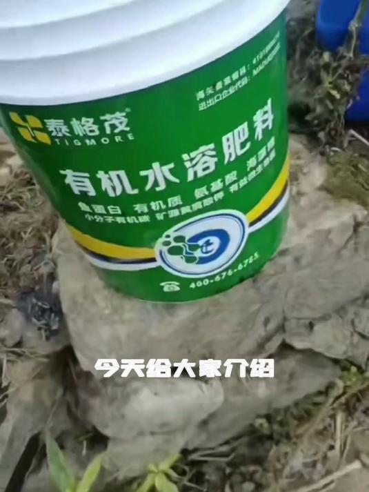 贵州黔南州红菜苔使用过泰格茂肥料,红菜苔长得快,长势好