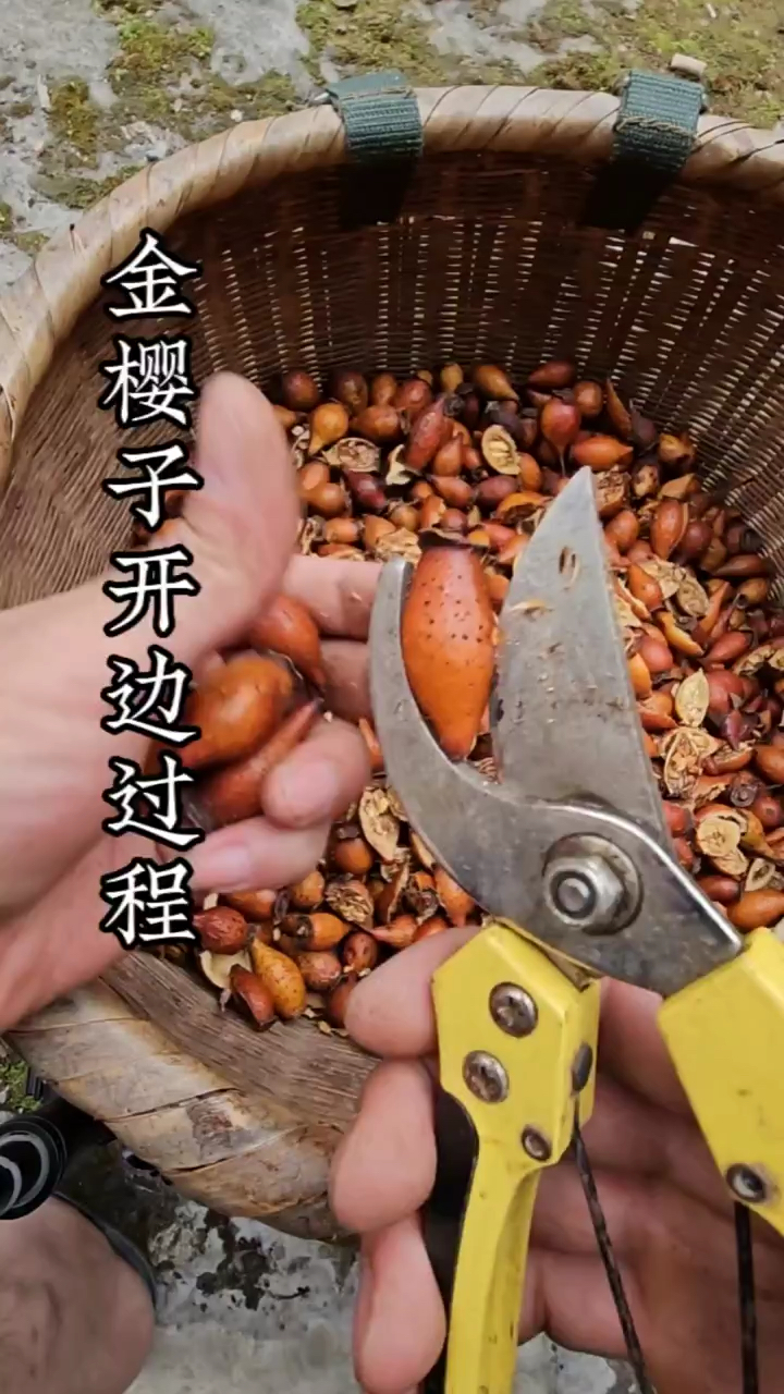 有知道这味中药的功效是什么吗